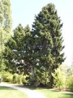 taxus baccata